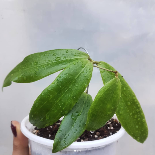 Hoya Rooted Cutting (Size S) Archives - Page 8 of 10 - GGGarden